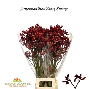 ANIGOZ EARLY SPRING#