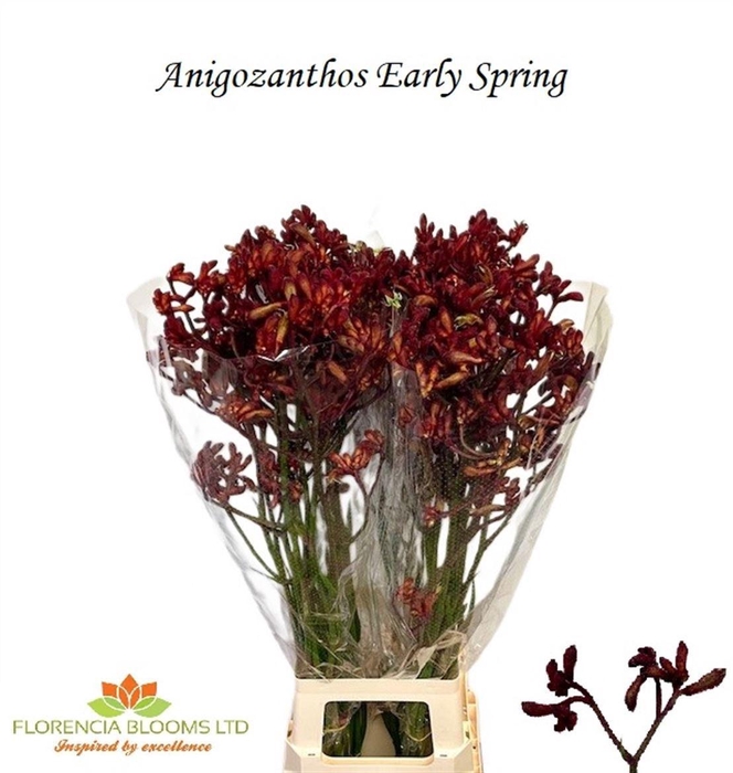 <h4>ANIGOZ EARLY SPRING</h4>