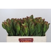 Leucadendron Laurel Yellow