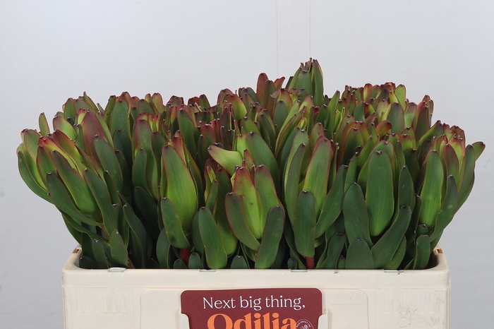 Leucadendron Laurel Yellow