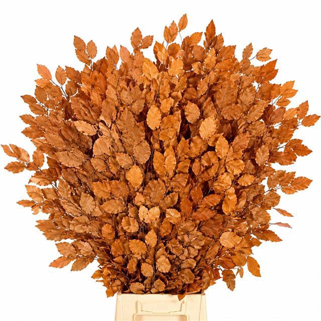 <h4>Faggio Preserved Orange (beech,beuk)</h4>