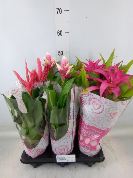 <h4>Bromelia   ...mix</h4>