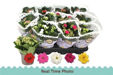 <h4>Kal Ge Gem 5 Kl</h4>