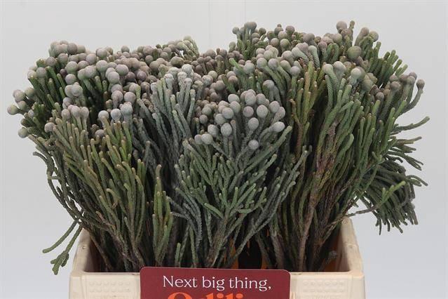 <h4>BRUN LAEVIS 40 CM P.BLIK</h4>