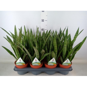 Sansevieria zeylanica 'Greenline'