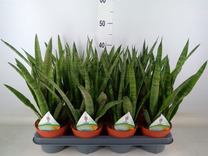 <h4>Sansevieria zeylanica 'Greenline'</h4>