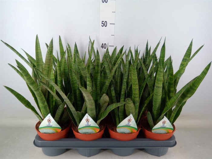 <h4>Sansevieria zeylanica 'Greenline'</h4>