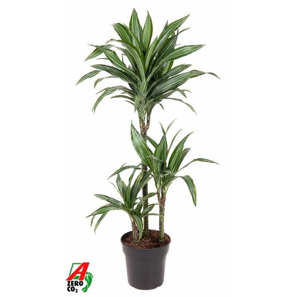 <h4>Dracaena fragrans Deremensis Grp Ulises</h4>