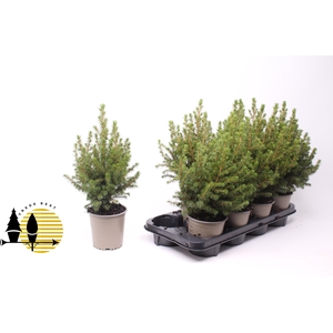 PICEA GL DECEMBER