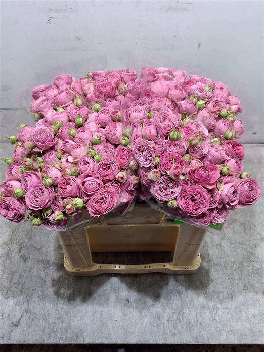 <h4>R Tr Paradox!</h4>