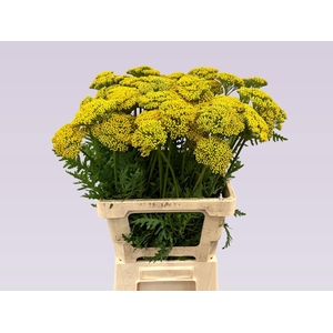 ACHIL F PARK VARIETY