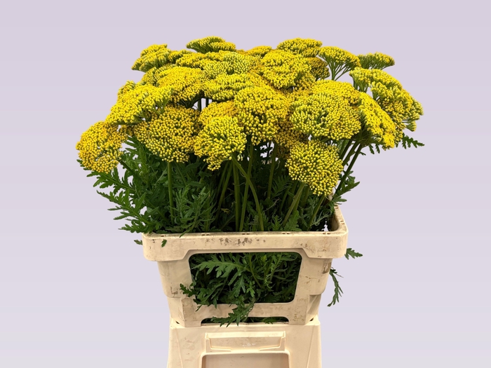 <h4>ACHIL F PARK VARIETY</h4>