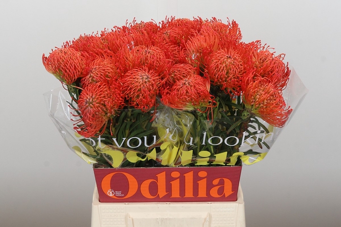 <h4>Nutans Succession</h4>