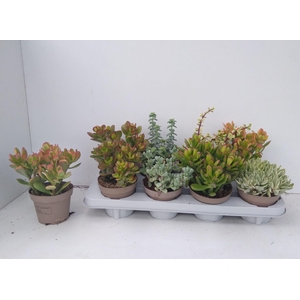 Crassula Mixed 12Ø 22cm