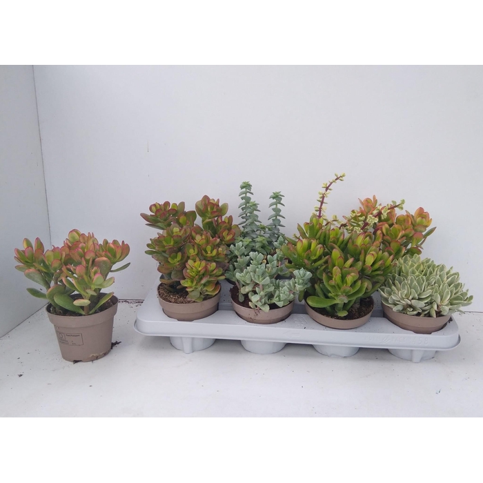 <h4>Crassula Mixed 12Ø 22cm</h4>
