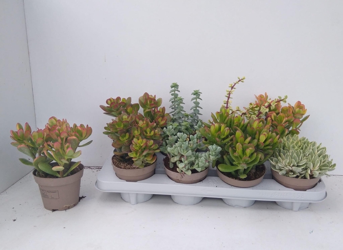 Crassula Mixed 12Ø 22cm
