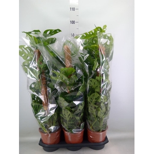 Monstera obliqua 'Monkey Mask'