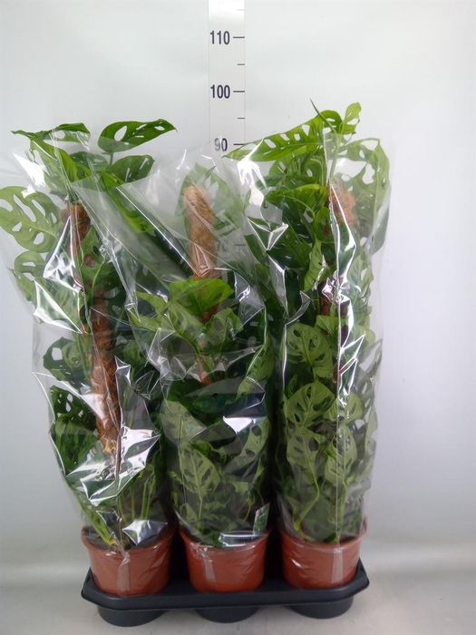 <h4>Monstera obliqua 'Monkey Mask'</h4>