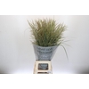 Panicum Dewey Blue