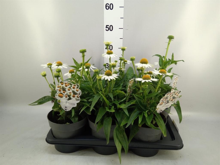 <h4>Echinacea  'White Meditation'</h4>