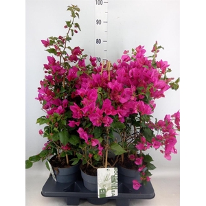 Bougainvillea  'Sanderiana'