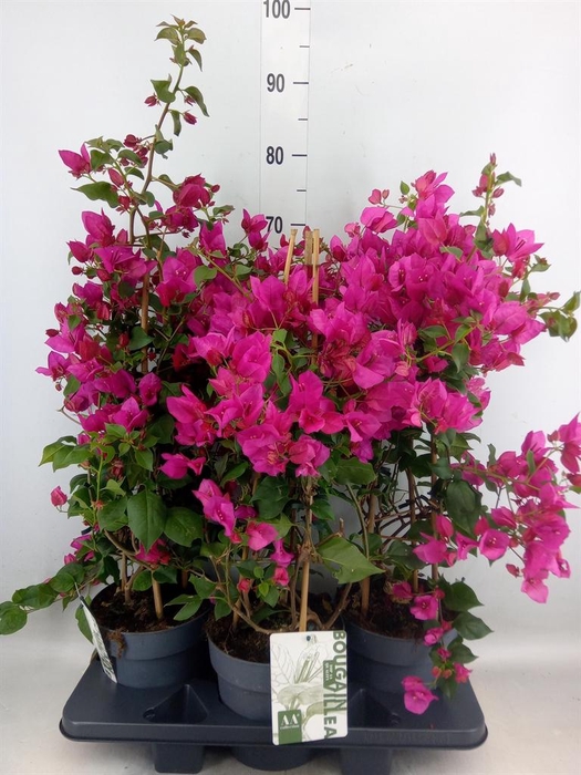 <h4>Bougainvillea  'Sanderiana'</h4>