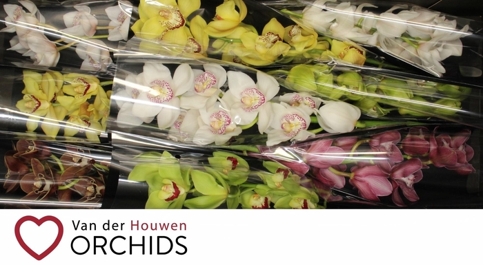 <h4>60 cm Gemengd..</h4>