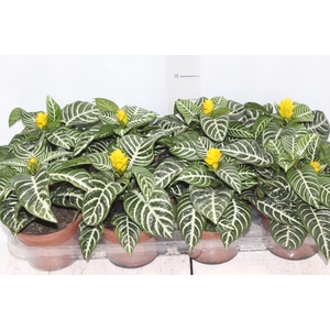 APHELANDRA COM FLOR P15 COM FLOR