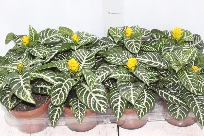 <h4>APHELANDRA COM FLOR P15 COM FLOR</h4>