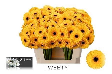 <h4>Ge Mi Tweety</h4>