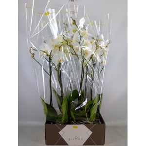 Phalaenopsis   ...white