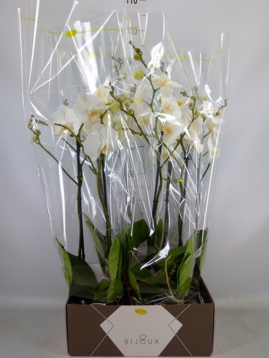 <h4>Phalaenopsis   ...white</h4>