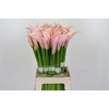 Zantedeschia Eydolls Pink