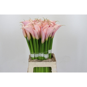 Zantedeschia Eydolls Pink