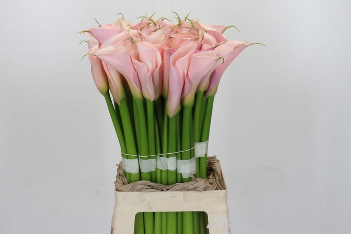 Zantedeschia Eydolls Pink