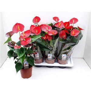 Anthu Fl Carino Puro 6+