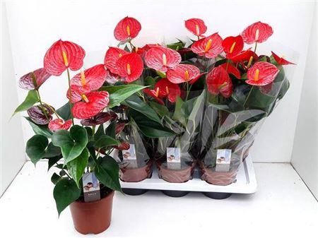 <h4>Anthu Fl Carino Puro 6+</h4>