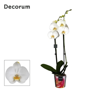 Phalaenopsis 2 tak Decorum 16+ wit