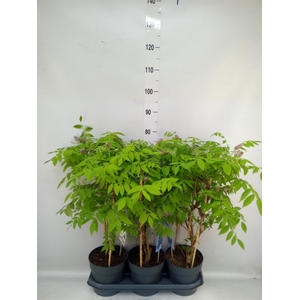 Wisteria frutes. 'Amethyst Falls'