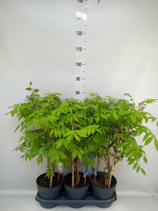 <h4>Wisteria frutes. 'Amethyst Falls'</h4>