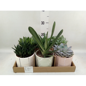 Succulents   ...