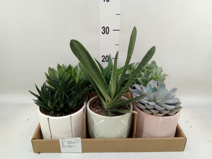 <h4>Succulents   ...</h4>