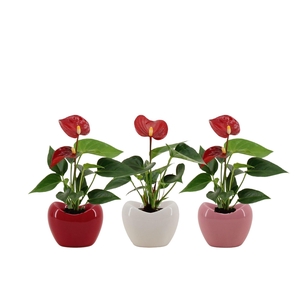 Anthurium 6 cm Micra in Paris ceramics