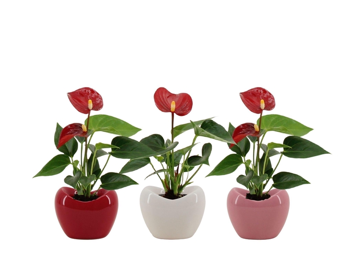 <h4>Anthurium 6 cm Micra in Paris ceramics</h4>