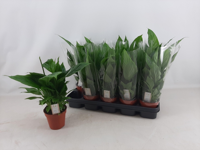 <h4>SPATH TORELLI</h4>