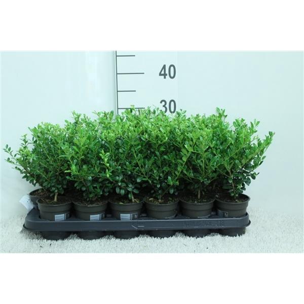 <h4>Ilex crenata Luxus P9 potgekweekt</h4>