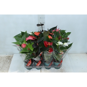 ANTHURIUM VARIADO P09