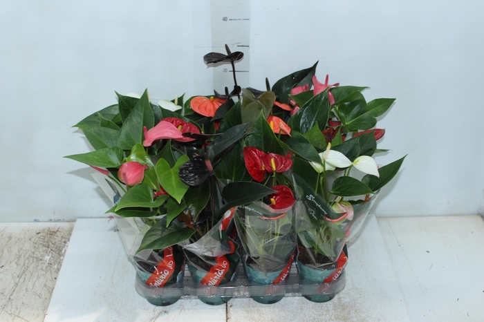 <h4>ANTHURIUM VARIADO P09</h4>