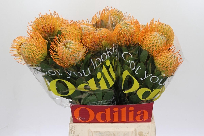 <h4>Nutans Soleil</h4>