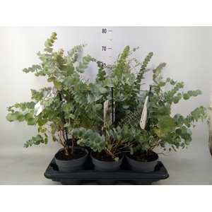 Eucalyptus